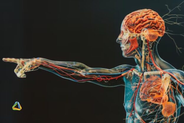 O Corpo Humano: A maravilhosa obra da criação de Deus